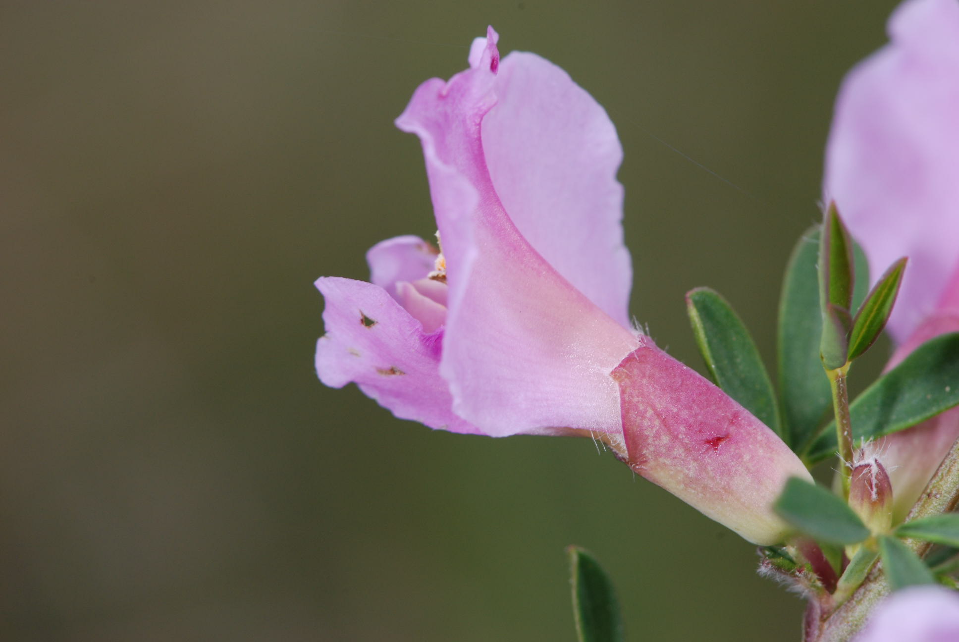 Cytisus purpureus (=Chamaecytisus purpureus)/Citiso purpureo